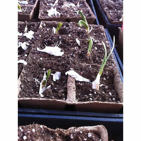 Cowpots No 3 SixCell CowPots Volume 235 mL/cell, PK50 #3 SixCell (50)